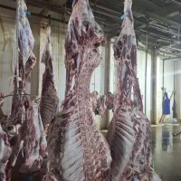 انواع گوشت گوساله و گوسفندی به قیمت عمده