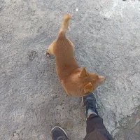 سگ خانگی ونگهبان کبوتر|سگ|نقده, |دیوار