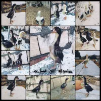 جوجه لاری(اوشامو افغان)|حیوانات مزرعه|طرقبه, |دیوار