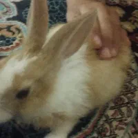 خرگوش