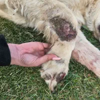 سگ بومی گمشده|حیوانات|سنندج, |دیوار