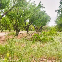 باغچ  1000متری|فروش زمین و ملک کلنگی|نجف‌آباد, منتظری جنوبی|دیوار
