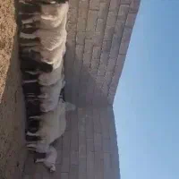 گوسفند میش بره|حیوانات مزرعه|مروست, |دیوار