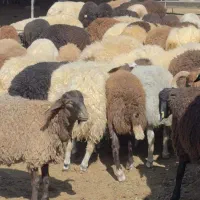 گوسفندبا پلاک بهداشت در مارلیک