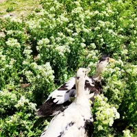 جفت اردک تخم گذار