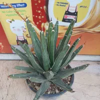 کاکتوس آگاه ویکتوریا