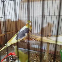 دو جفت عروس پاریس مولدشرط|پرنده|اهواز, کمپلو شمالی|دیوار