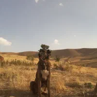 واگذاری سگ|سگ|اسدآباد, |دیوار