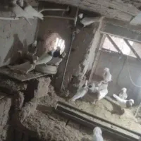 کبوتر|پرنده|خسروشاه, |دیوار