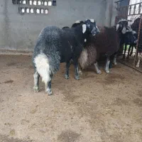 5عدد گوسفند توقلی قوچ آث