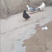 چهار تا گرفته درجه یک