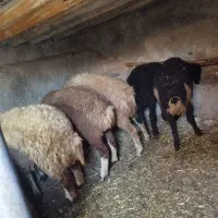 6عددبره ماده جفتی 22 ملیون مقتوع|حیوانات مزرعه|مریوان, |دیوار