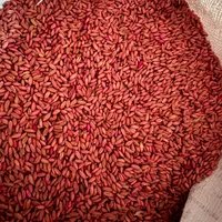 گندم بذر سرداری،ارسال بە سراسر کشور