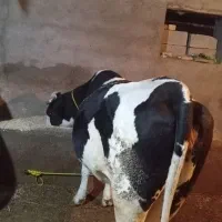 گاو سیمنتال آبستن|حیوانات مزرعه|نوشین شهر, |دیوار