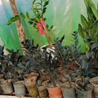 فروش کلی گل های آپارتمانی