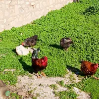 مرغ خروس لری|حیوانات مزرعه|مسجد سلیمان, |دیوار