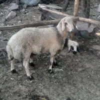 بره نر برا تخم بهترین نژاد و کشتن|حیوانات مزرعه|رابر, |دیوار