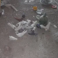 کبوتر