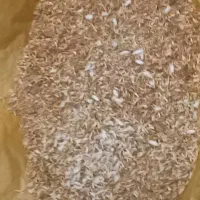 بهار خشک امسال