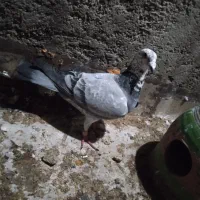 کفتر بزک سبز ماده