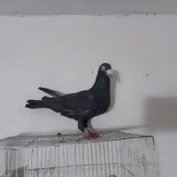 ۵عدد کفتر پرشی