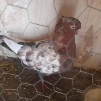 کفتر رنگه|پرنده|گلبهار, نوبهار|دیوار