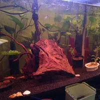 آکواریوم با وسایل|ماهی|اصفهان, بهارستان|دیوار