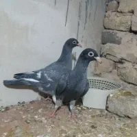 جوجه موشی گرگاتی|پرنده|مشهد, کارمندان دوم|دیوار