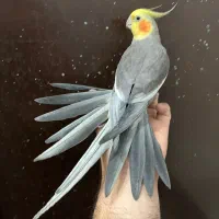 عروس هلندی نر بالغ سینامون  سخنگو آلبینو لوتینو