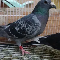مگس تاختی