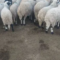 میش اوستن|حیوانات مزرعه|رفسنجان, |دیوار