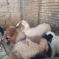 گوسفند یابره|حیوانات مزرعه|اهواز, منازل کارون|دیوار