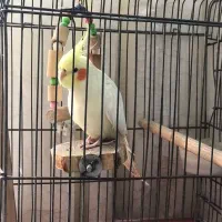 عروس هلندی نر|پرنده|کوهدشت, |دیوار