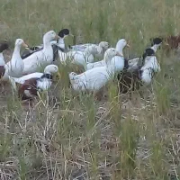 فروش اردک 4ماه به بالا