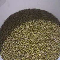 ماش امسالی خوشه چین ماش مینودشت