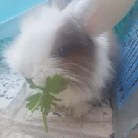 خرگوش مینیاتوری زیبا|موش و خرگوش|تهران, اسفندیاری|دیوار