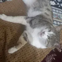 گربه|گربه|زنجان, |دیوار