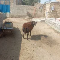 قوچ‌افشار‌ مهربان‌ بهترین‌‌نژاد‌ خوش‌تیپ