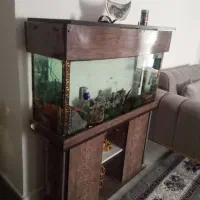 آکواریم بدون وسایل