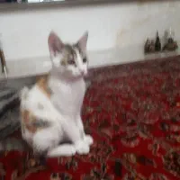 واگذاری گربه