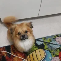 فروش سگ پامرانین نژاد پیکنوا