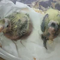 2عدد جوجه عروس تازه دونخور دارن میشن|پرنده|احمدآبادمستوفی, |دیوار