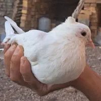 کبوتر|پرنده|اردکان, |دیوار