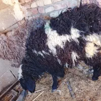 دو عدد بره تکی هم داده میشه فروش فوری سریع