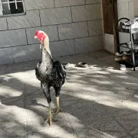 یک جفت عطیقه فروشی