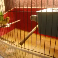 مرغ عشق|پرنده|اردبیل, |دیوار