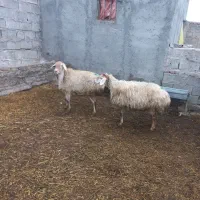 دوعددگوسفندآبستن جوان|حیوانات مزرعه|مشگین شهر, |دیوار