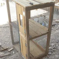 گنجه کبوتر
