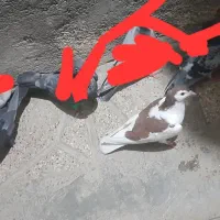 ساعت مچی