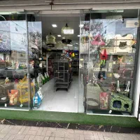 عروس هلندی طوطی ملنگو شاه طوطی قفس و لوازم پرنده|پرنده|ملایر, |دیوار